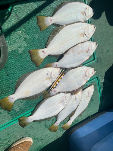 ヒラメの釣果
