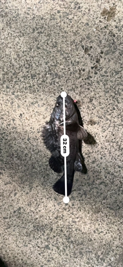 クロソイの釣果