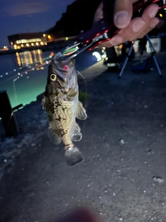 ガヤの釣果