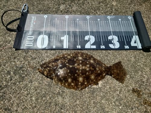 ヒラメの釣果