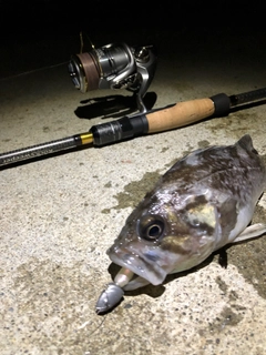 クロソイの釣果