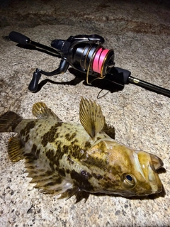 タケノコメバルの釣果