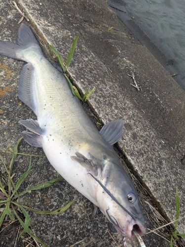 アメリカナマズの釣果