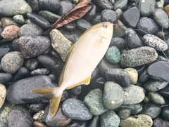 ショゴの釣果