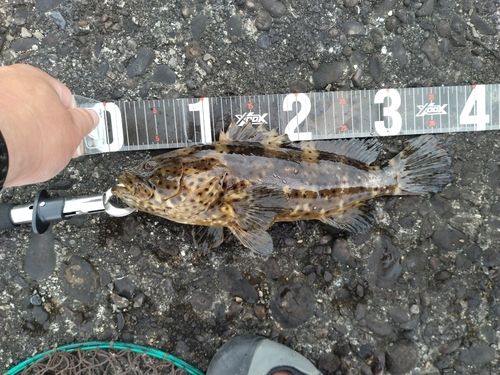 ヤイトハタの釣果