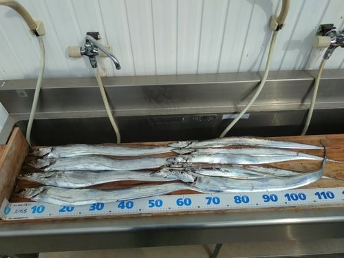 タチウオの釣果