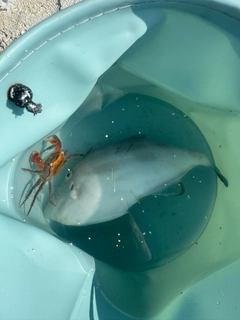ウマヅラハギの釣果