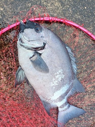 イシダイの釣果