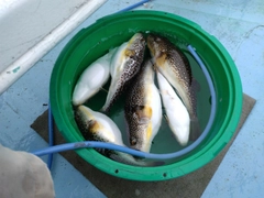 ショウサイフグの釣果