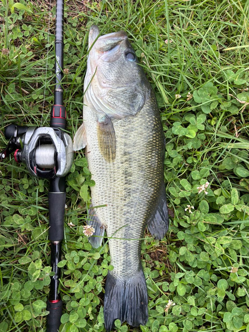 SHIMANO 21スコーピオン DC 151XG LEFTの最安値・インプレ・釣果