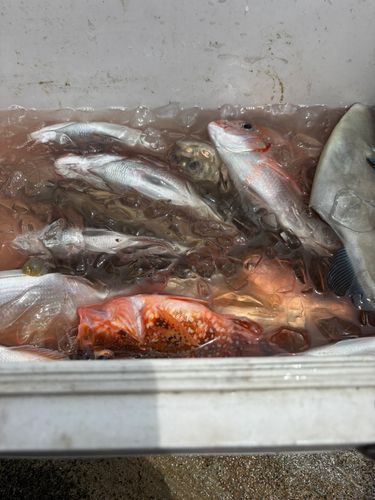 マアジの釣果