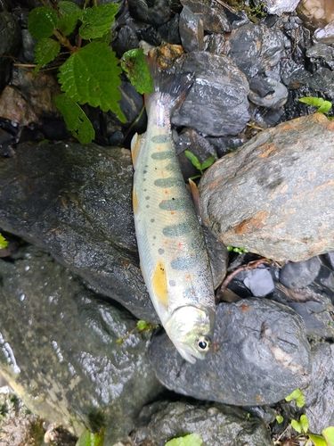 アマゴの釣果