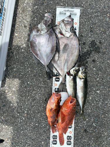 カガミダイの釣果