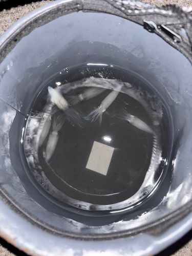 ヒイカの釣果