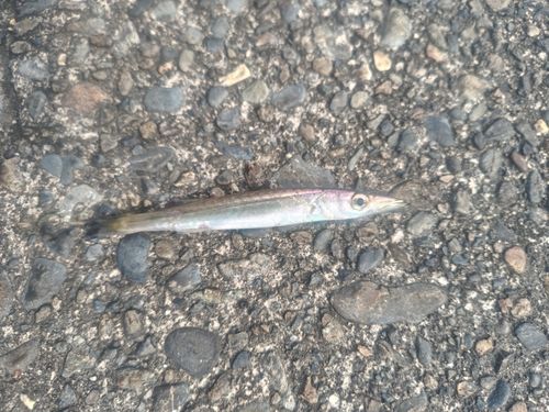 カマスの釣果