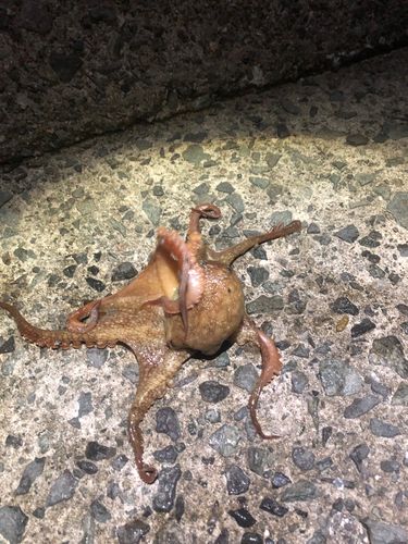 イイダコの釣果