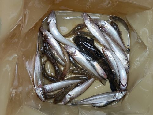 キスの釣果