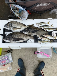 チヌの釣果