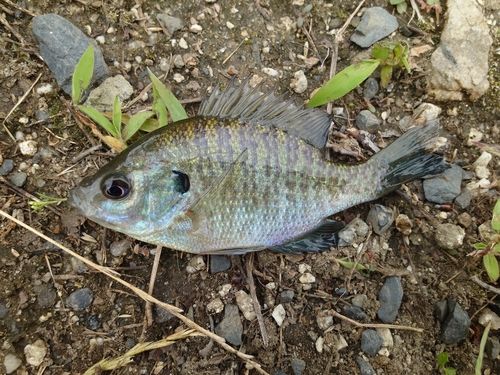 ブルーギルの釣果