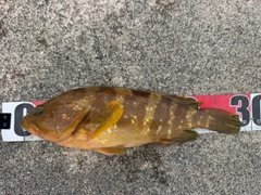 キジハタの釣果