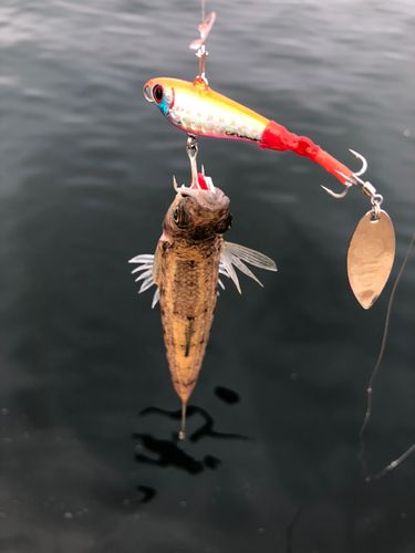 エソの釣果