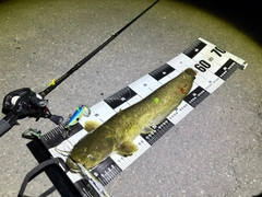 ナマズの釣果