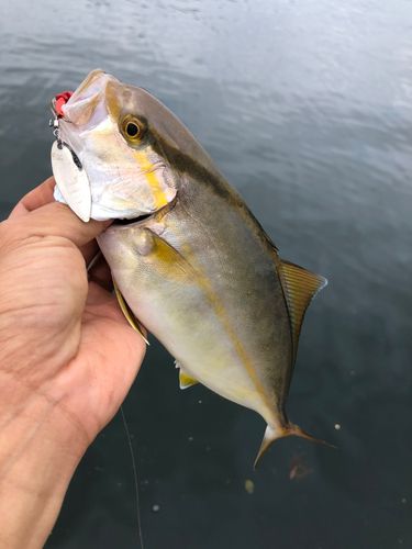 ネリゴの釣果