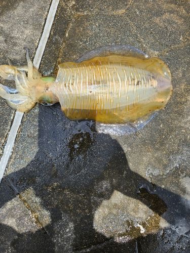 ミズイカの釣果