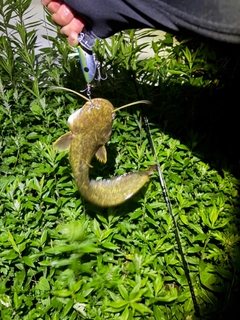 ナマズの釣果