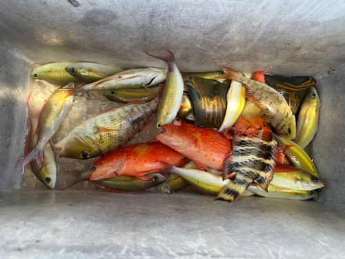 スズメダイの釣果