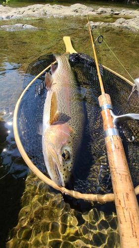 ニジマスの釣果
