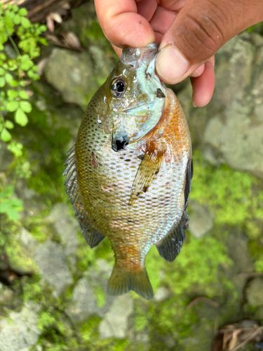 ブルーギルの釣果