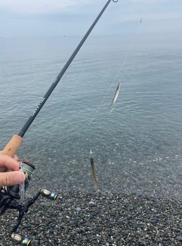 カマスの釣果