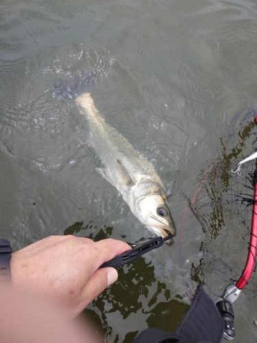 セイゴ（マルスズキ）の釣果