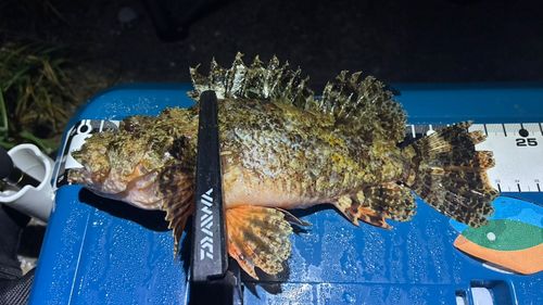 ガシラの釣果