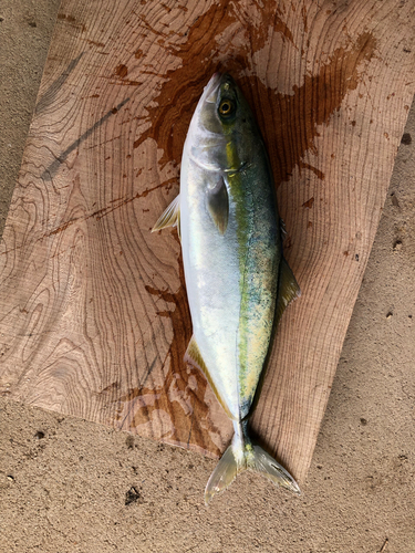 ワカシの釣果