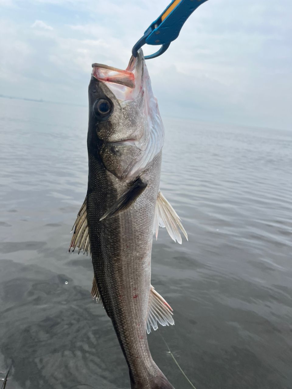 DAIWA 18ラテオ ボートシーバス 69MSの最安値・インプレ・釣果 | 本音