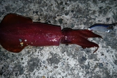 ケンサキイカの釣果