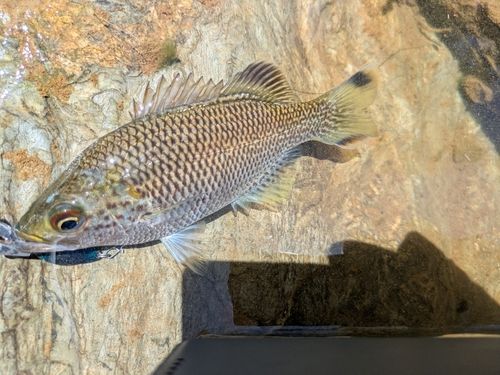 オオクチユゴイの釣果