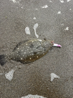 ソゲの釣果
