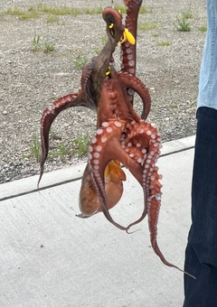 タコの釣果