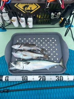 クロムツの釣果
