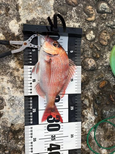 マダイの釣果