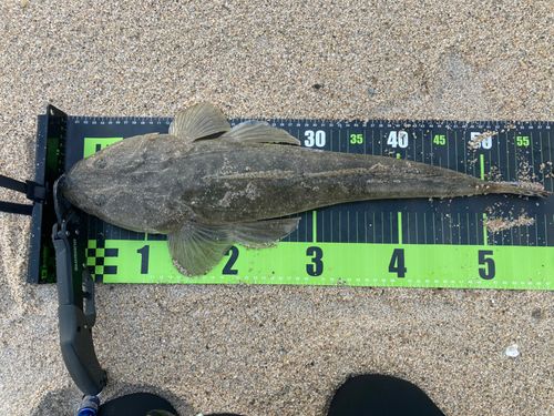 マゴチの釣果