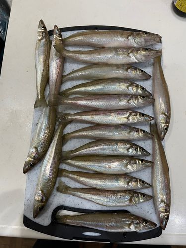 キスの釣果