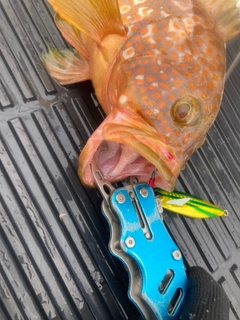 キジハタの釣果