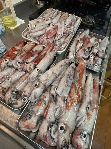 ケンサキイカの釣果