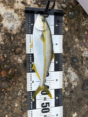 ヒラマサの釣果