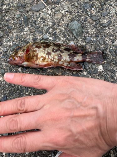 カサゴの釣果