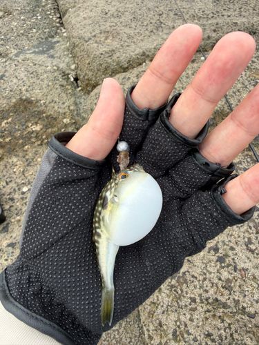 クサフグの釣果